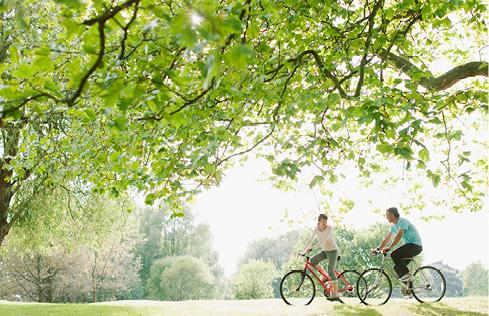 Large tree with two people on bicycles